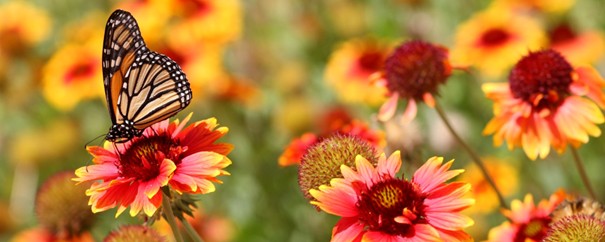 ein blühender Garten im Frühling mit einem Schmetterling