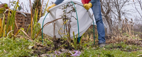 Einige Pflanzen müssen für den Winter eingepackt werden