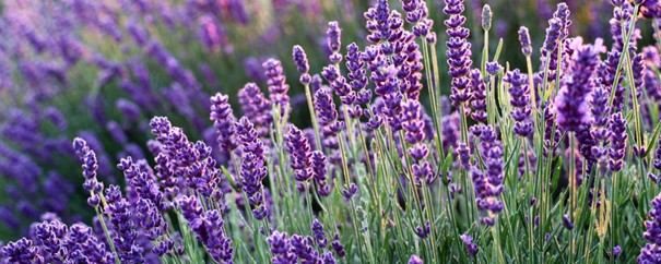 Ein blühender Lavendel