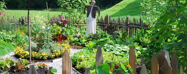 Ein wachsender Kräuter- und Gemüsegarten