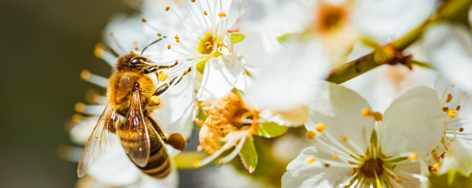 Eine Biene sitzt in einer Blume und bestäubt sie