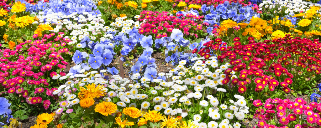 So blüht Ihr Garten das ganze Jahr