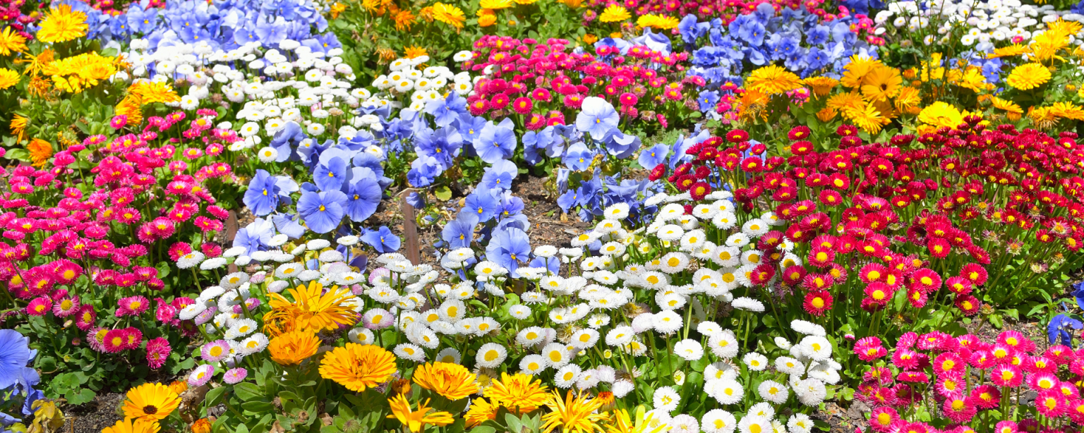 So blüht Ihr Garten das ganze Jahr