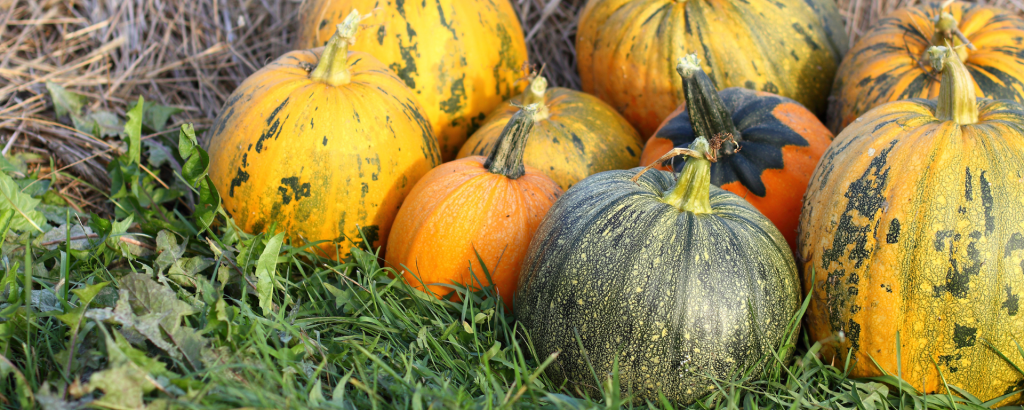 Kürbisse sind das Highlight eines Gartens im Herbst
