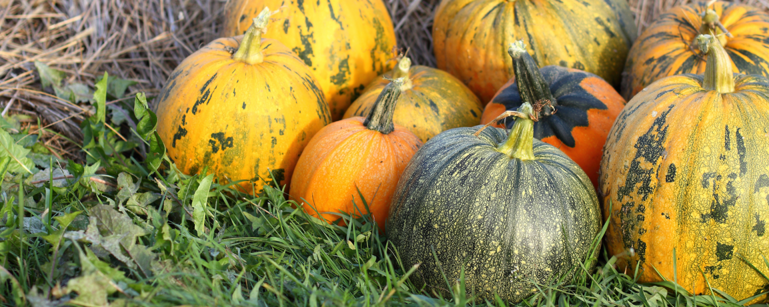 Kürbisse sind das Highlight eines Gartens im Herbst