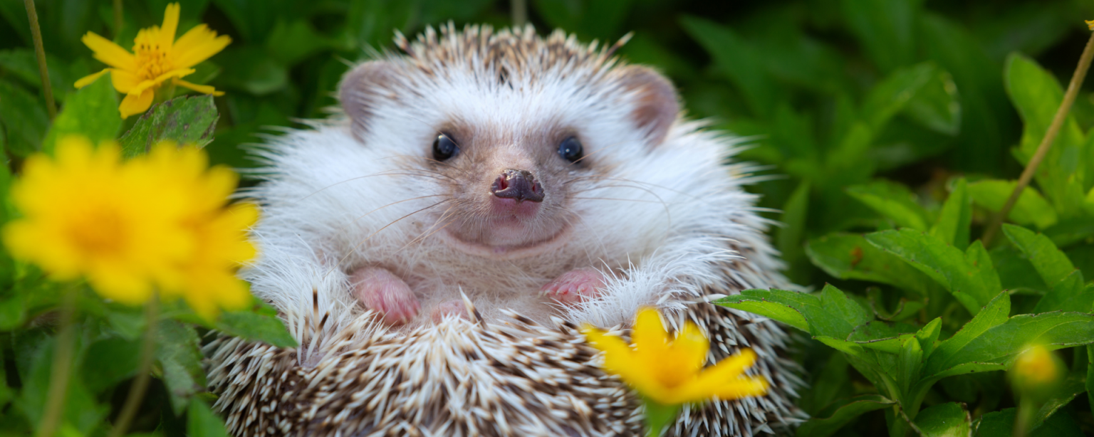 Ein Igel liegt in einem Blumenbeet