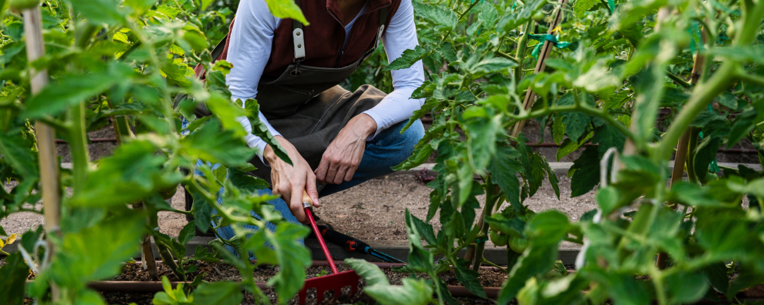 Eine Frau lockert kniend ein Beet mit einer Harke auf