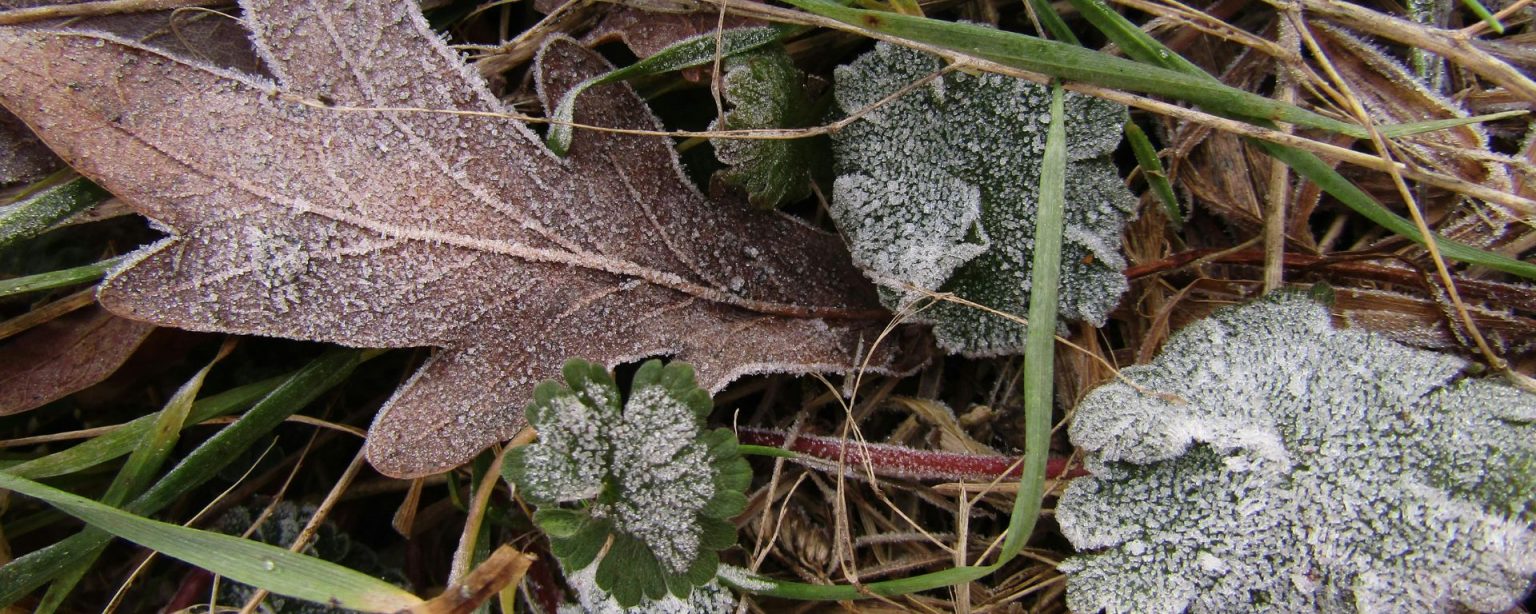 mit Frost bedecktes Laub